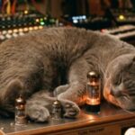 Profile picture of zoe_preamp_cat