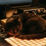 Profile picture of black_cat_push