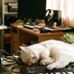 Profile picture of white_cat_mpk_mini