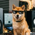 Profile picture of shiba_inu_dj