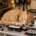 Profile picture of reel_to_reel_cat